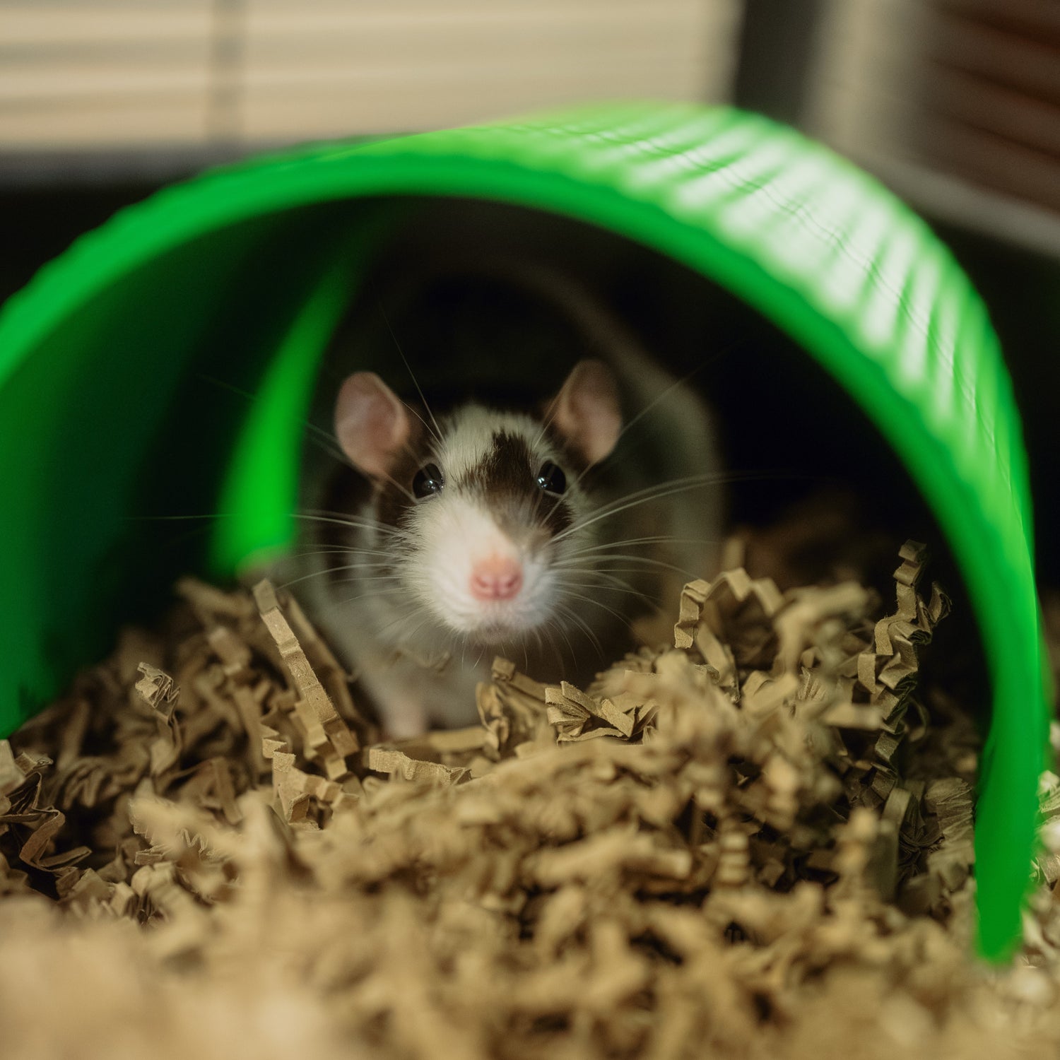 Rats