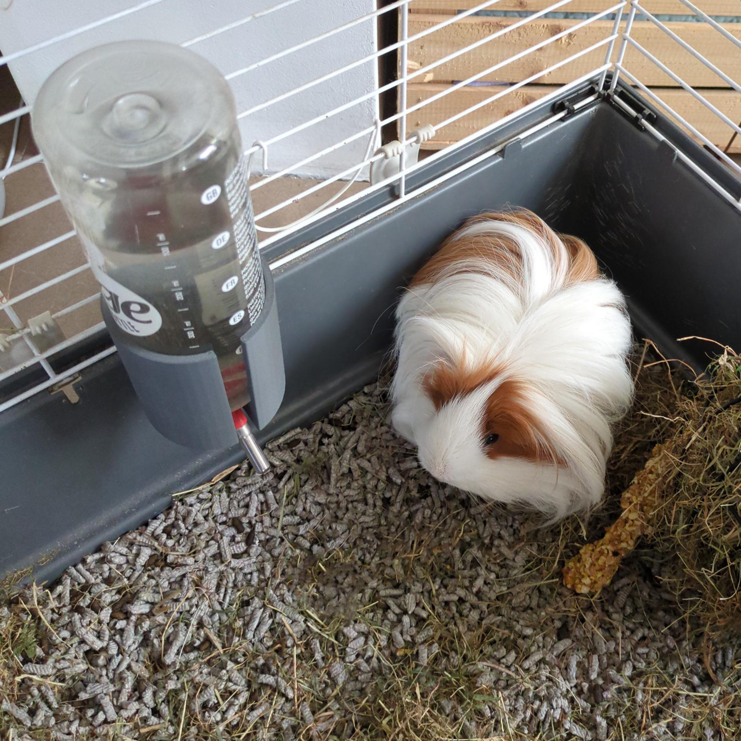 Guinea Pigs