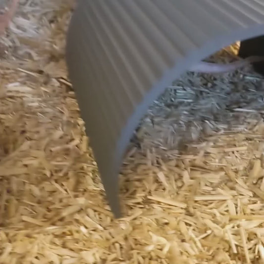 Grote Schuilplaats voor Ratten & Cavia's 20 x 17 cm